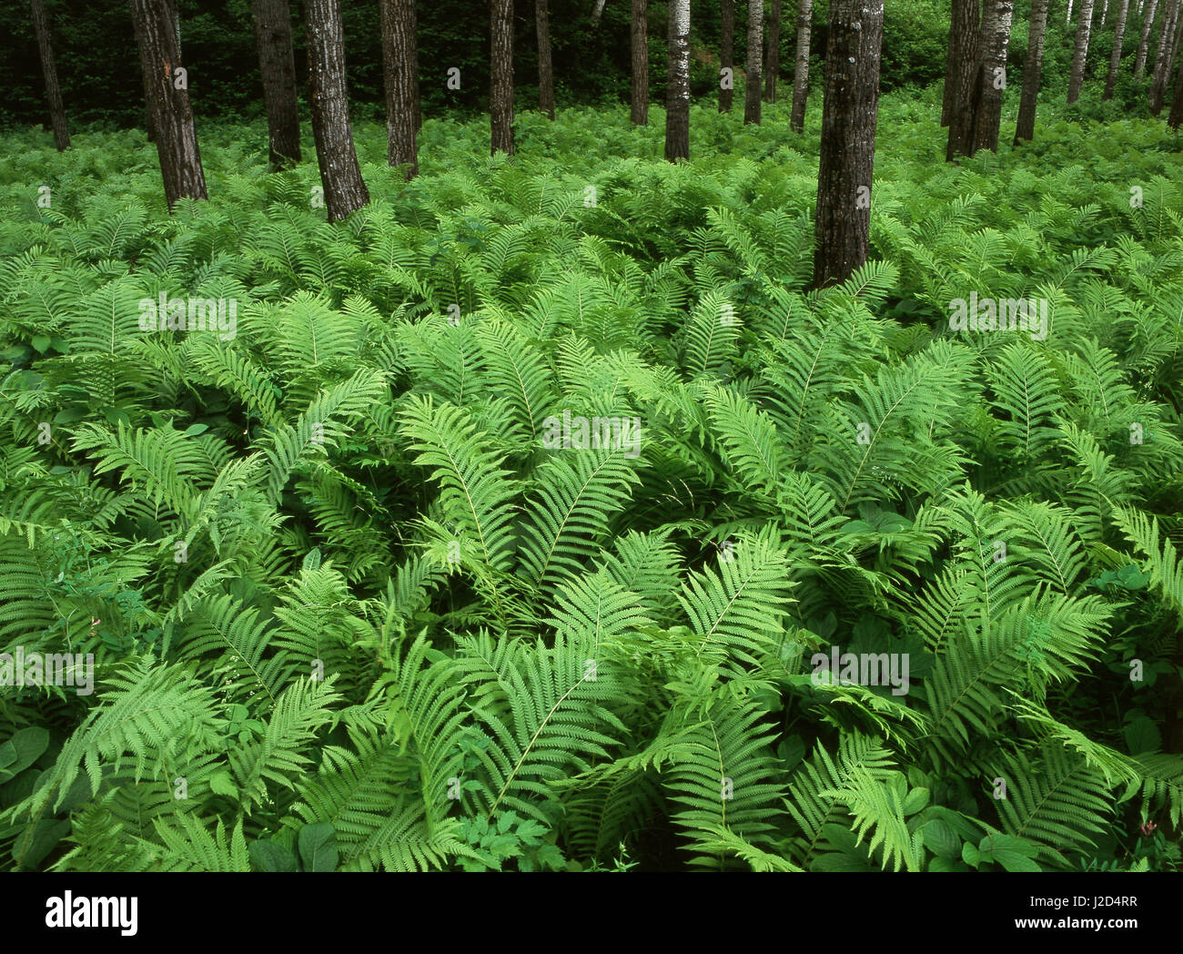 Canada manitoba birch river hi-res stock photography and images - Alamy