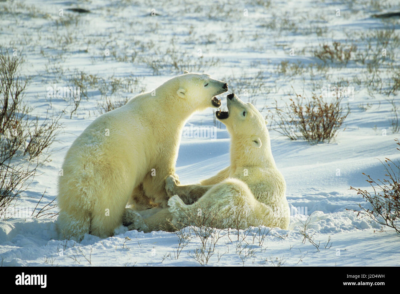 Polar Bears (Ursus maritimus) sparring, Churchill, Manitoba, Canada Stock Photo