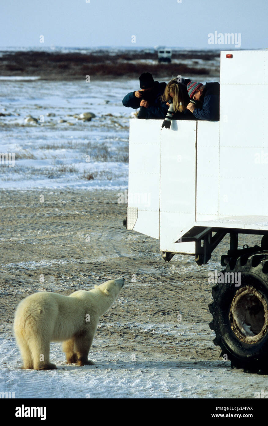 Polar Bear (Ursus maritimus) near Tundra Buggy, Churchill, Manitoba, Canada Stock Photo