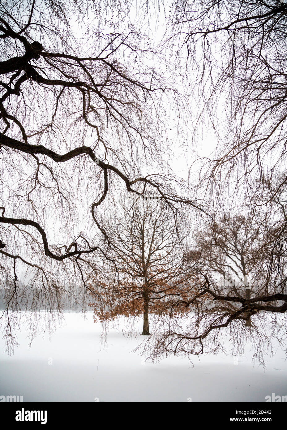Barren Tree Branches in Central Park in the Snow Stock Photo