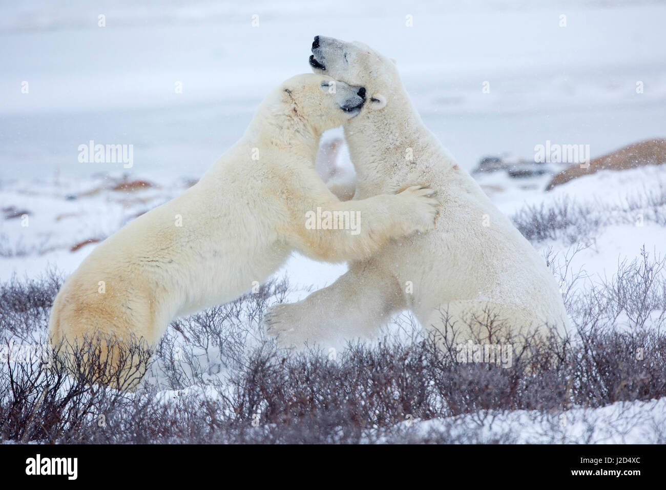 Polar Bears (Ursus maritimus) sparring in Churchill Wildlife Management Area, Churchill, Manitoba, Canada Stock Photo