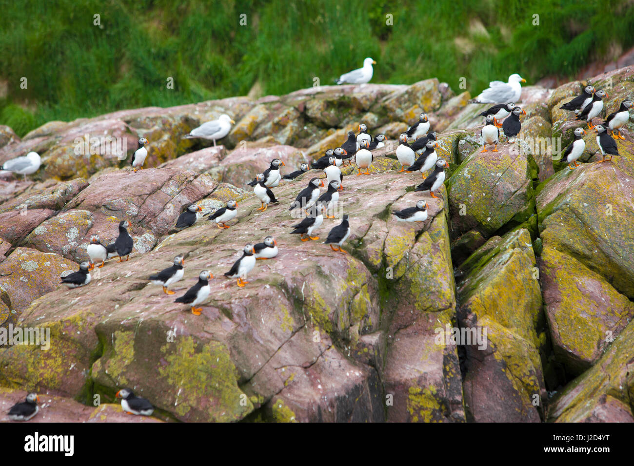 Gull Island, Witless Bay, Newfoundland, Canada Stock Photo Alamy