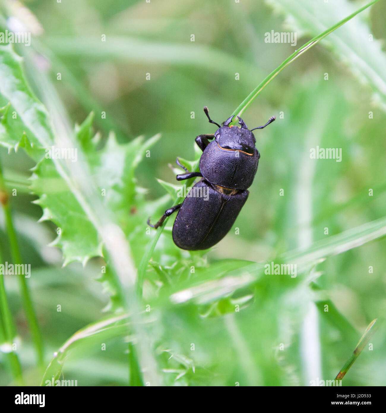 Beetle on grass Stock Photo