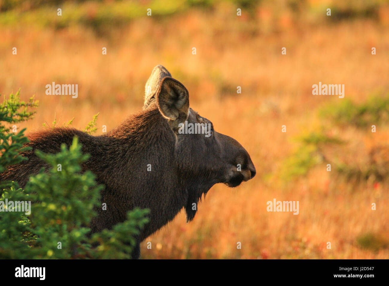 Cow moose in cape breton hires stock photography and images Alamy