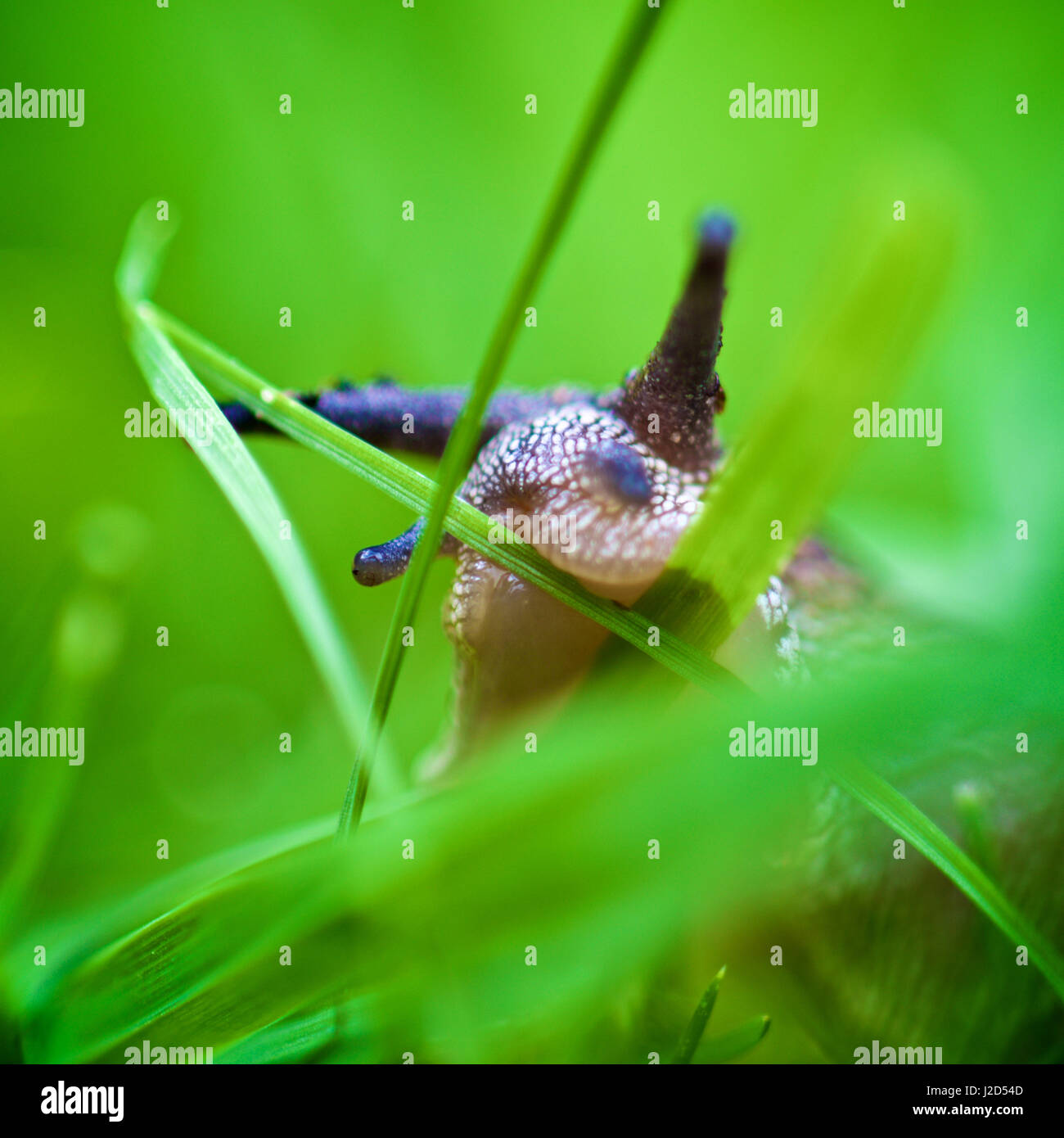 Snail in the grass Stock Photo Alamy