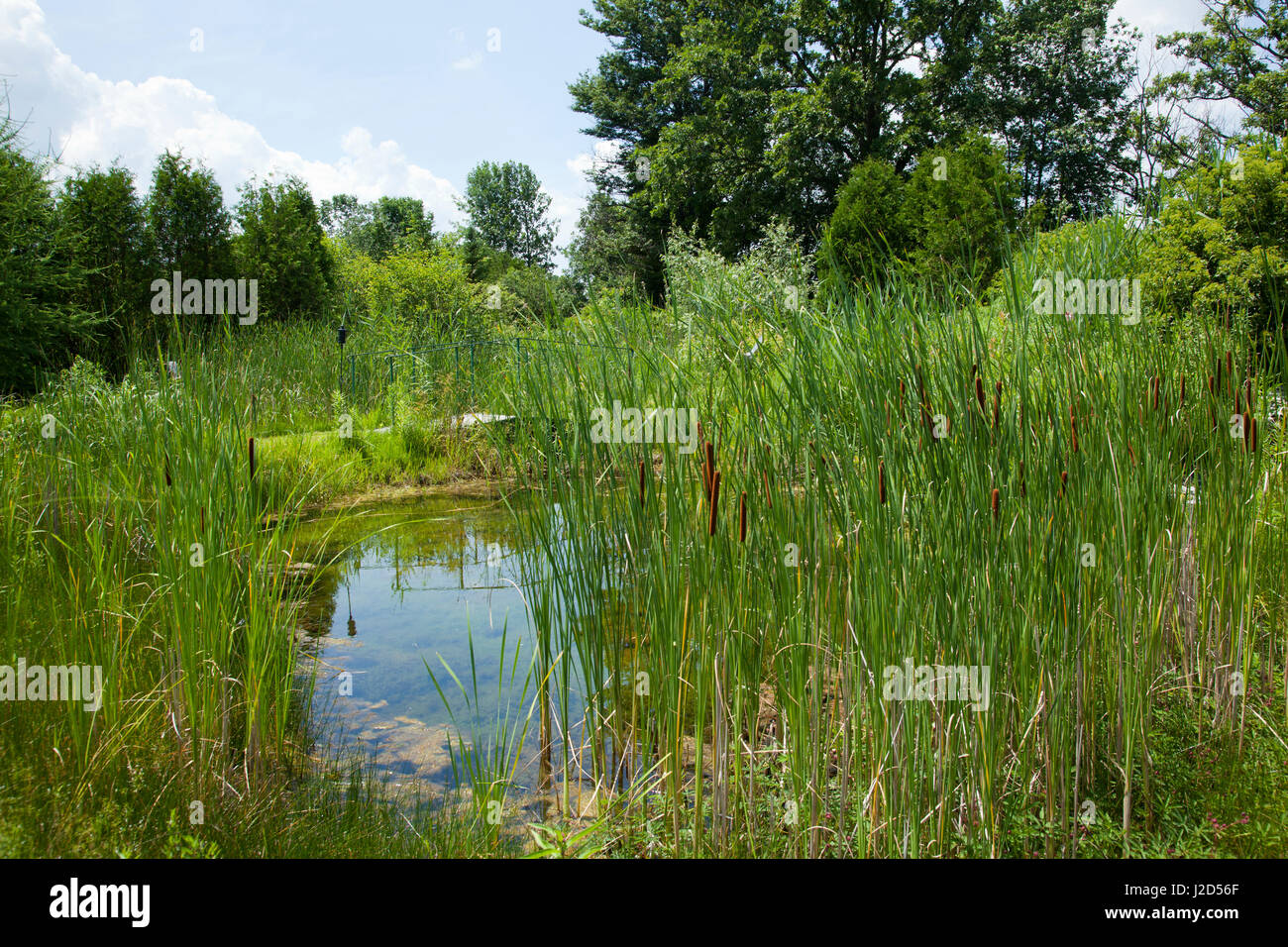Sweet Grass Gardens Nursery carries several rare or hardtofind