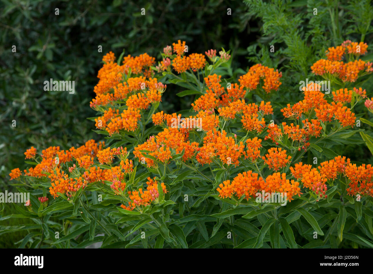 Sweet Grass Gardens Nursery carries several rare or hardtofind plant