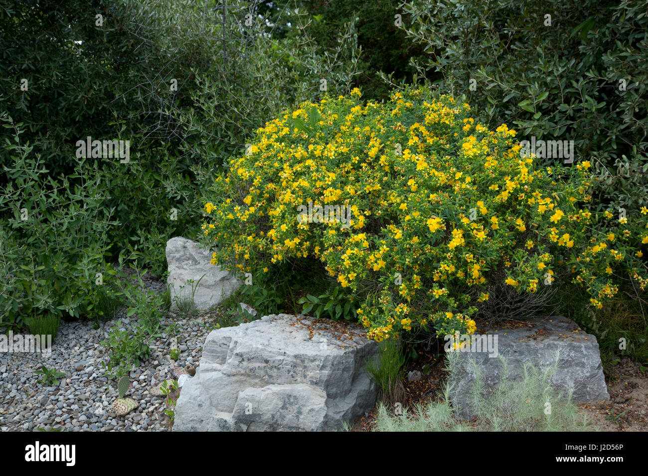 Sweet Grass Gardens Nursery carries several rare or hardtofind plant