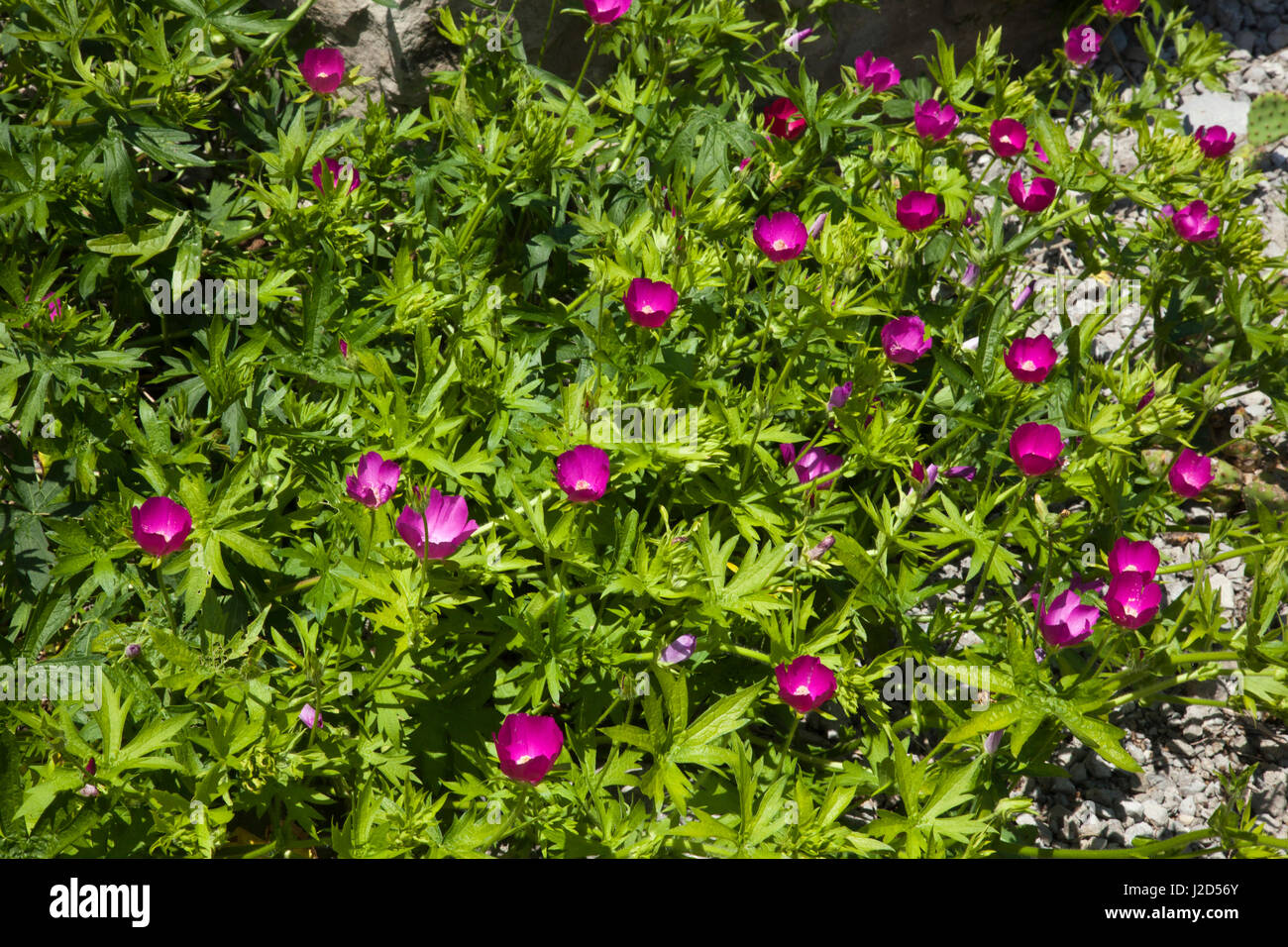 Sweet Grass Gardens Nursery carries several rare or hardtofind plant