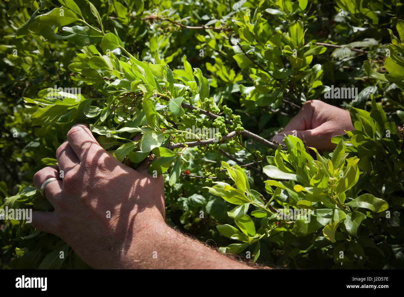 Canadian indigenous sweetgrass hires stock photography and images Alamy