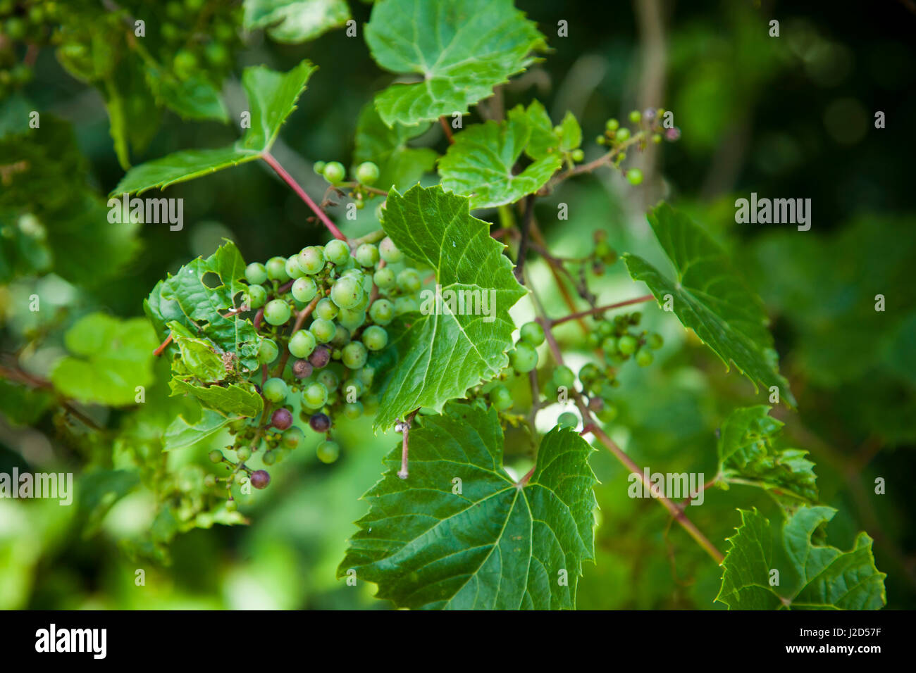 Sweet Grass Gardens Nursery carries several rare or hardtofind plant