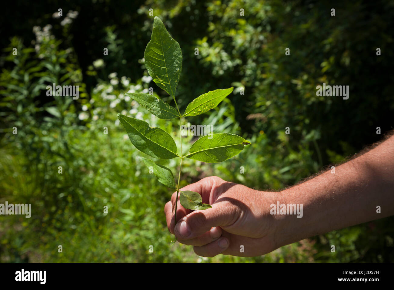 Sweet Grass Gardens Nursery carries several rare or hardtofind plant