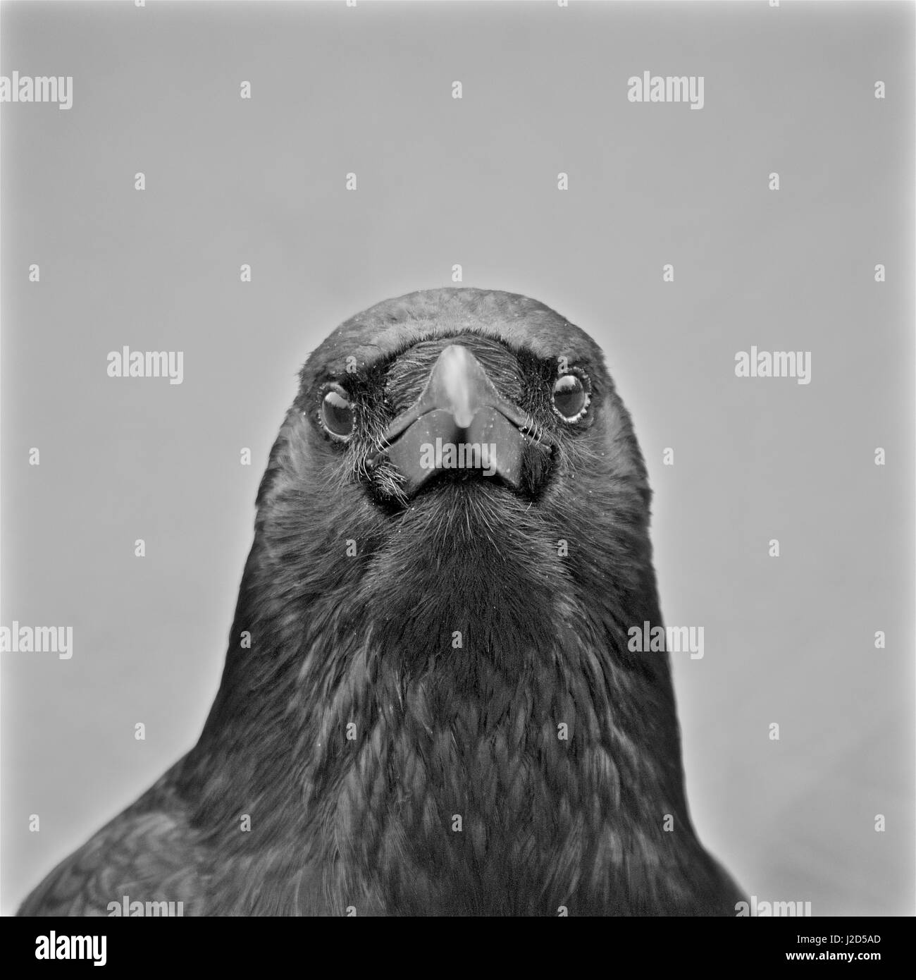 Crows head Stock Photo