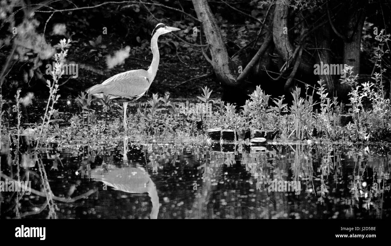 A heron at the waters edge Stock Photo