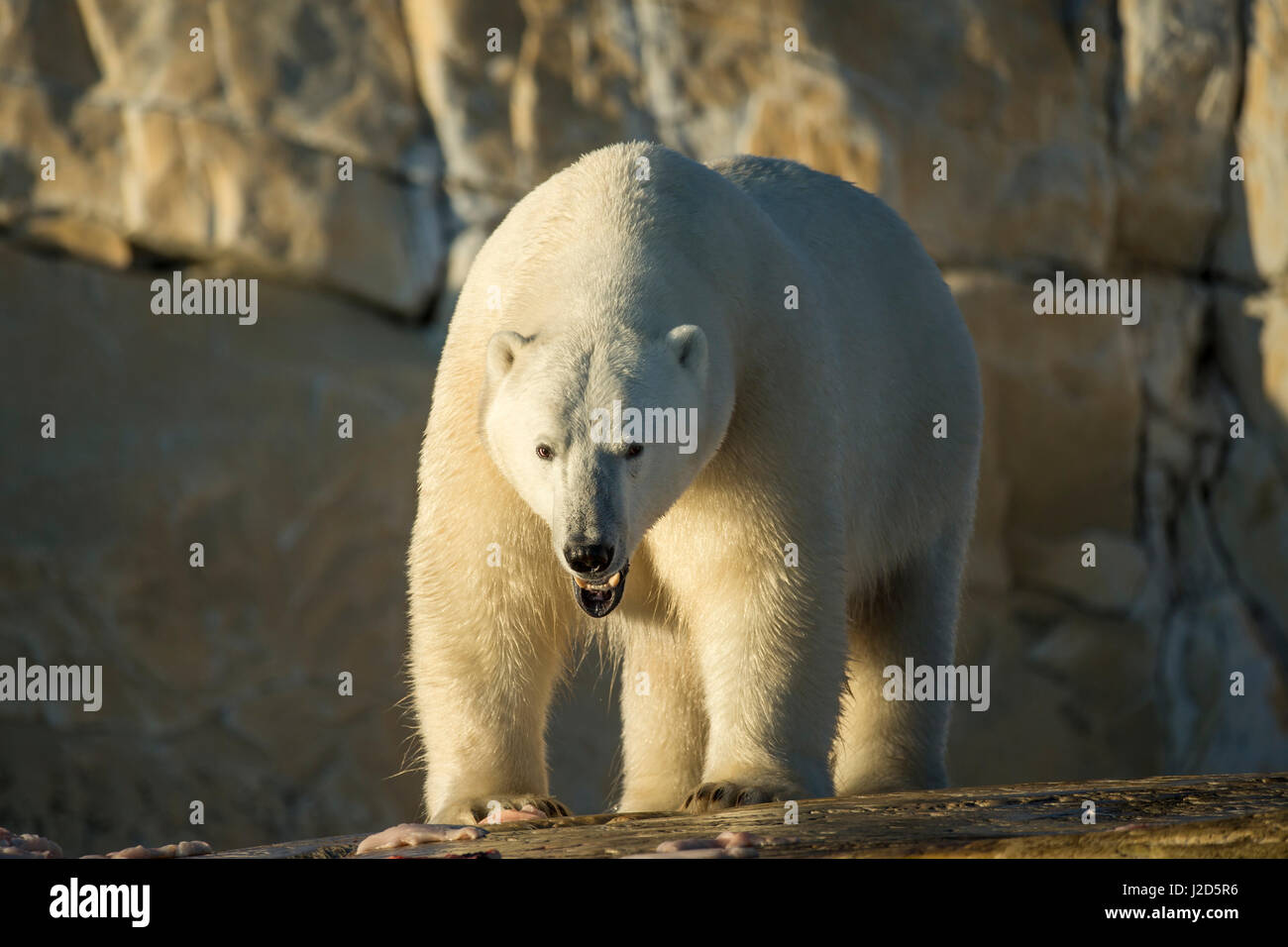 Canada, Nunavut Territory, Polar Bear feeding on remains of Beluga
