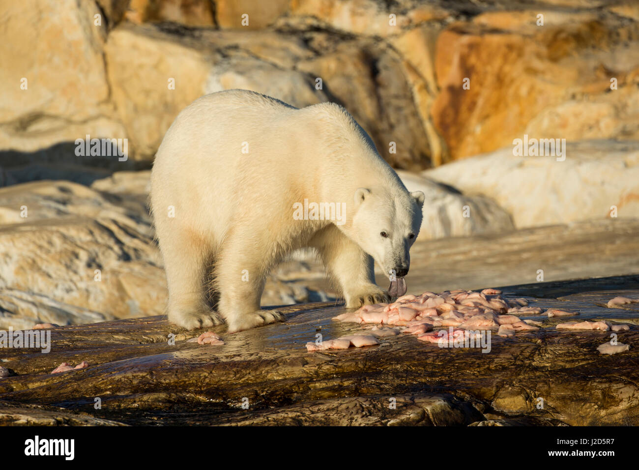 Canada, Nunavut Territory, Polar Bear feeding on remains of Beluga