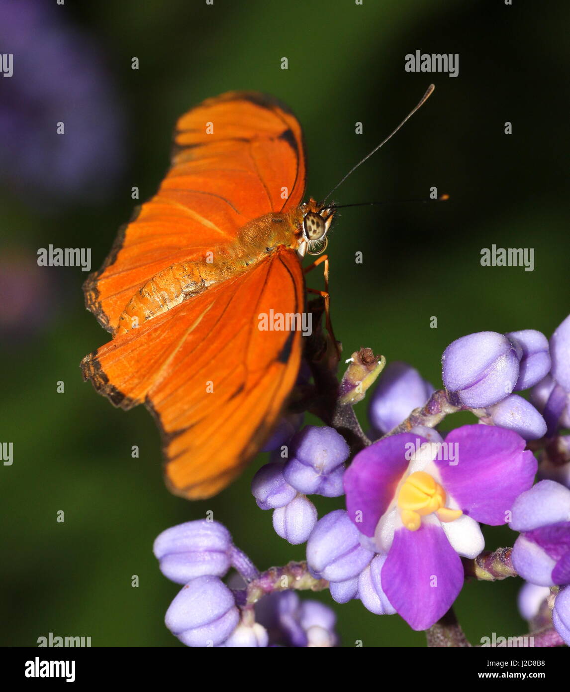 Orange Julia Longwing or Julia Butterfly (Dryas iulia) feeding on a flower. Ranging from the USA to Bolivia, including the Caribbean Stock Photo