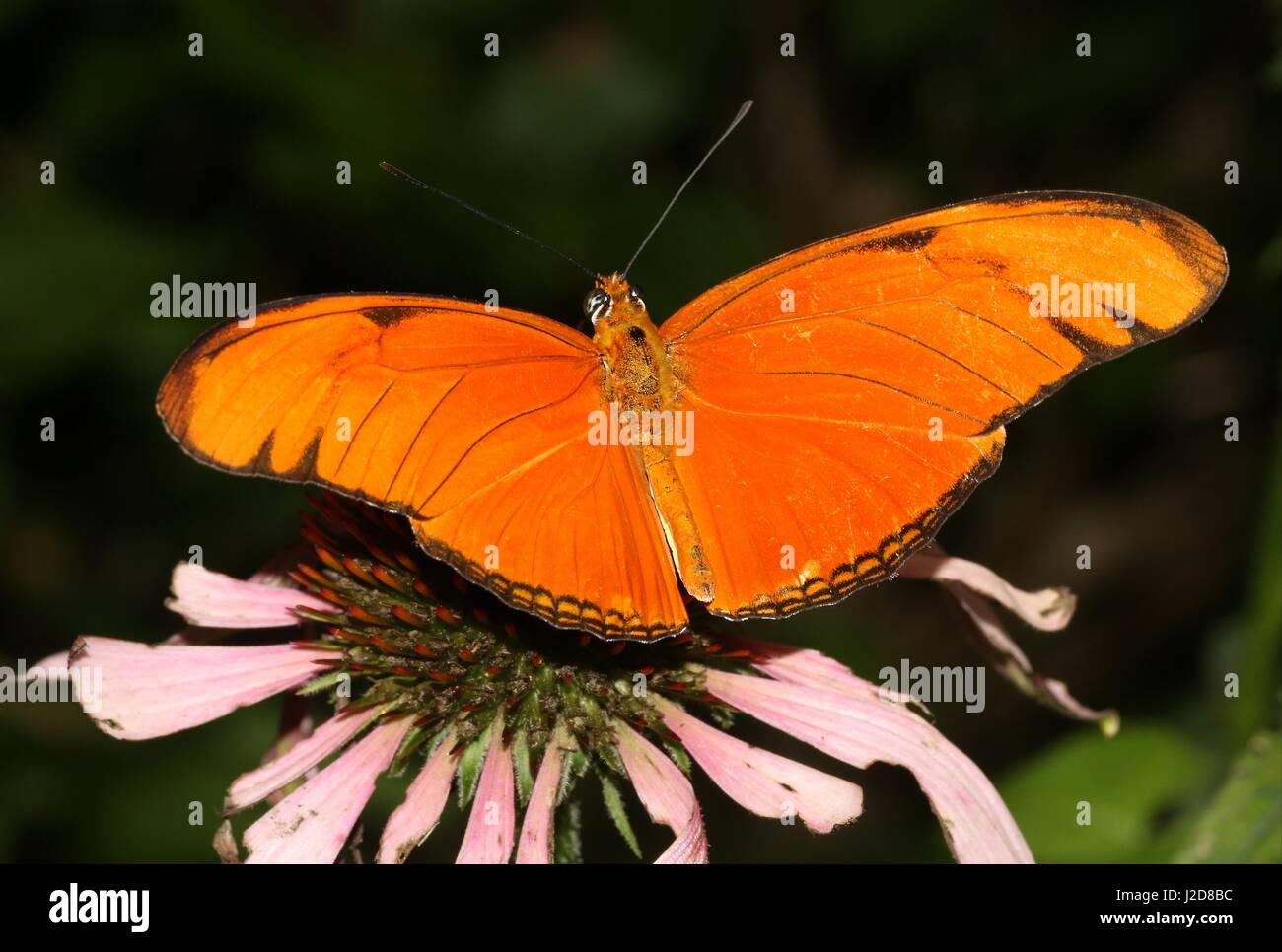 Orange Julia Longwing or Julia Butterfly (Dryas iulia) feeding on a flower. Ranging from the USA to Bolivia, including the Caribbean Stock Photo