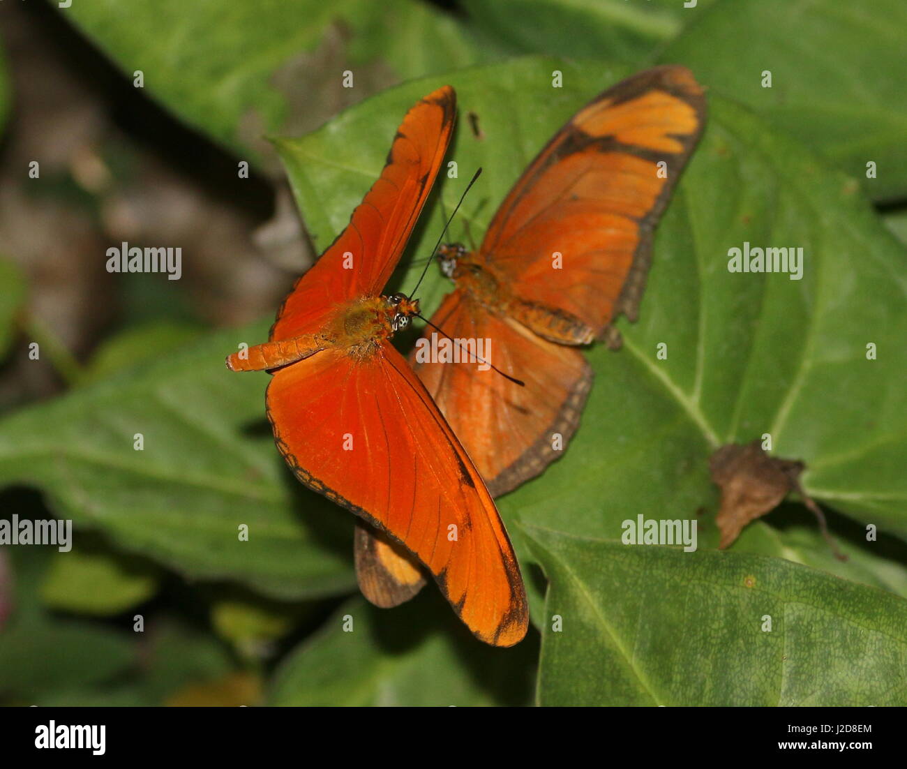 Courtship rituals and mating of Orange Julia Longwings, a.k.a. Julia Heliconian Butterflies (Dryas iulia) Stock Photo