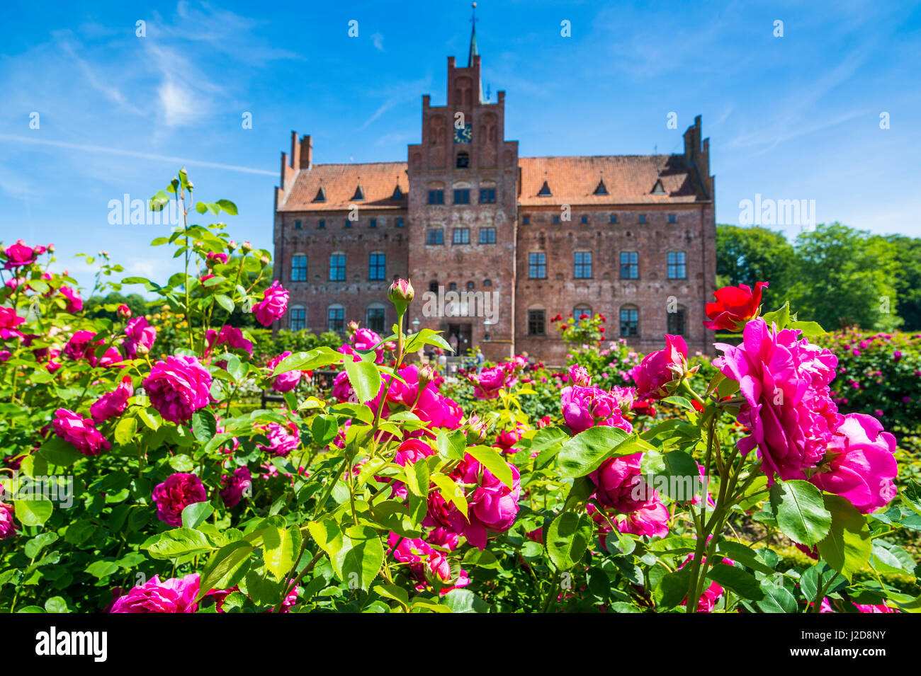 Rose of denmark hi-res stock photography and images - Alamy