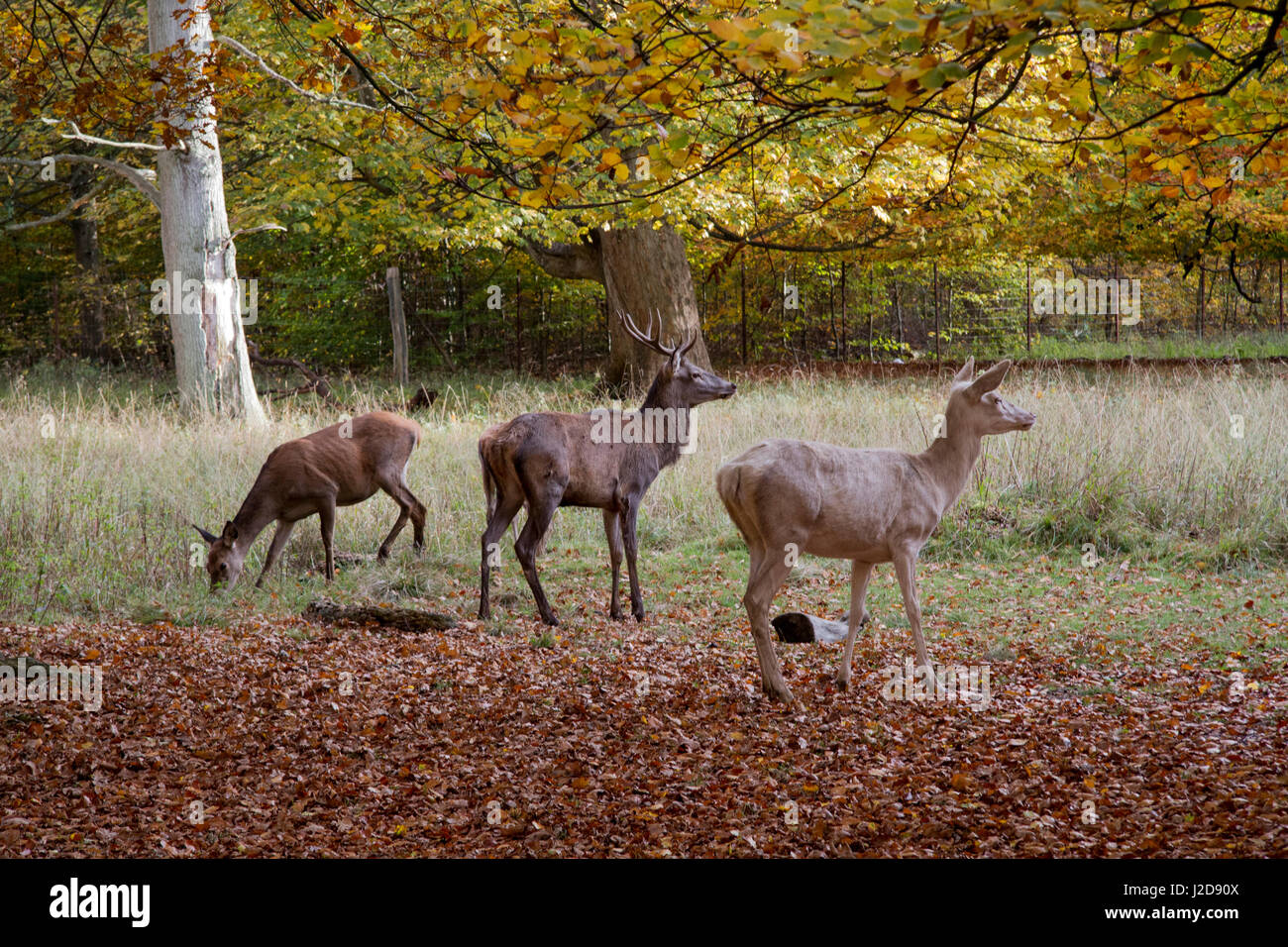 Sika Deer. Fall colors. Dyrehaven Park. North of Copenhagen. Denmark. Stock Photo