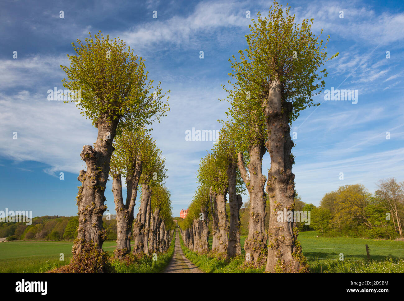 Denmark, Langeland, Tranekaer, pruned lime trees, springtime Stock ...
