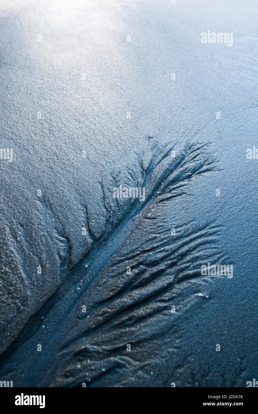 sandtrees made by the receding tide along a tidal river in the Dutch delta Stock Photo