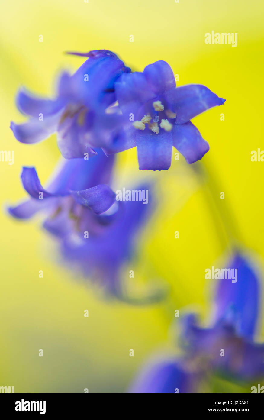 common bluebell against a yellow background Stock Photo