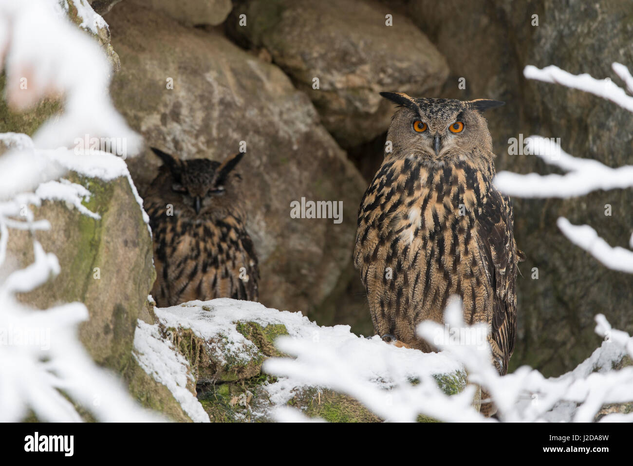 Two eagle-owls sitting on rocks behind snow covered branches Stock Photo