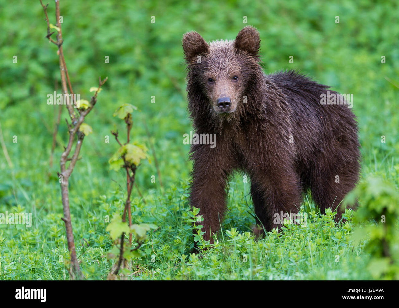 Young brown bear after the rain Stock Photo
