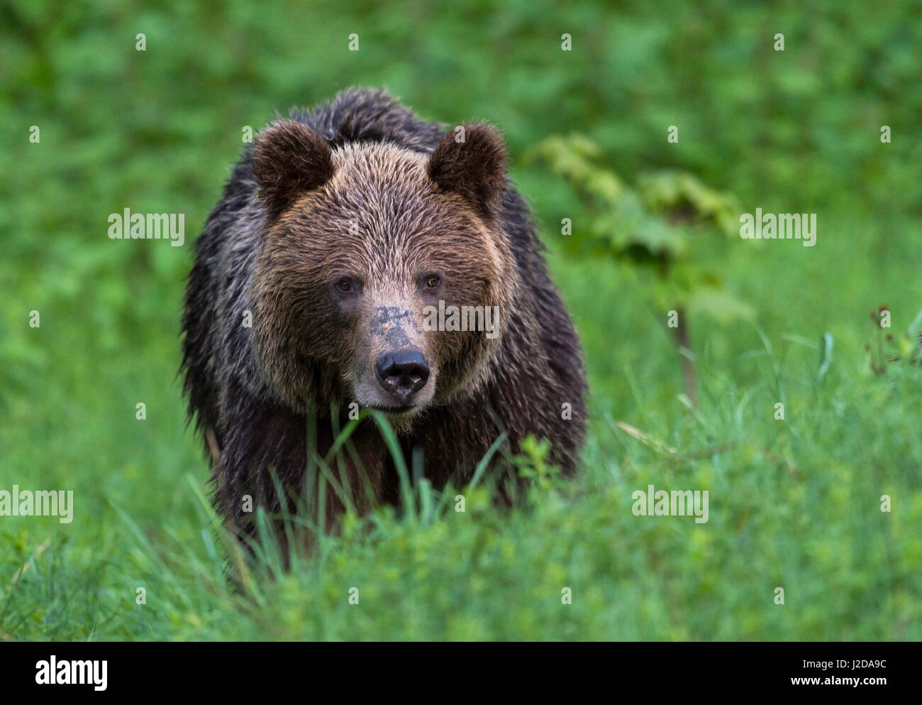 Adult female brown bear after rainfall Stock Photo