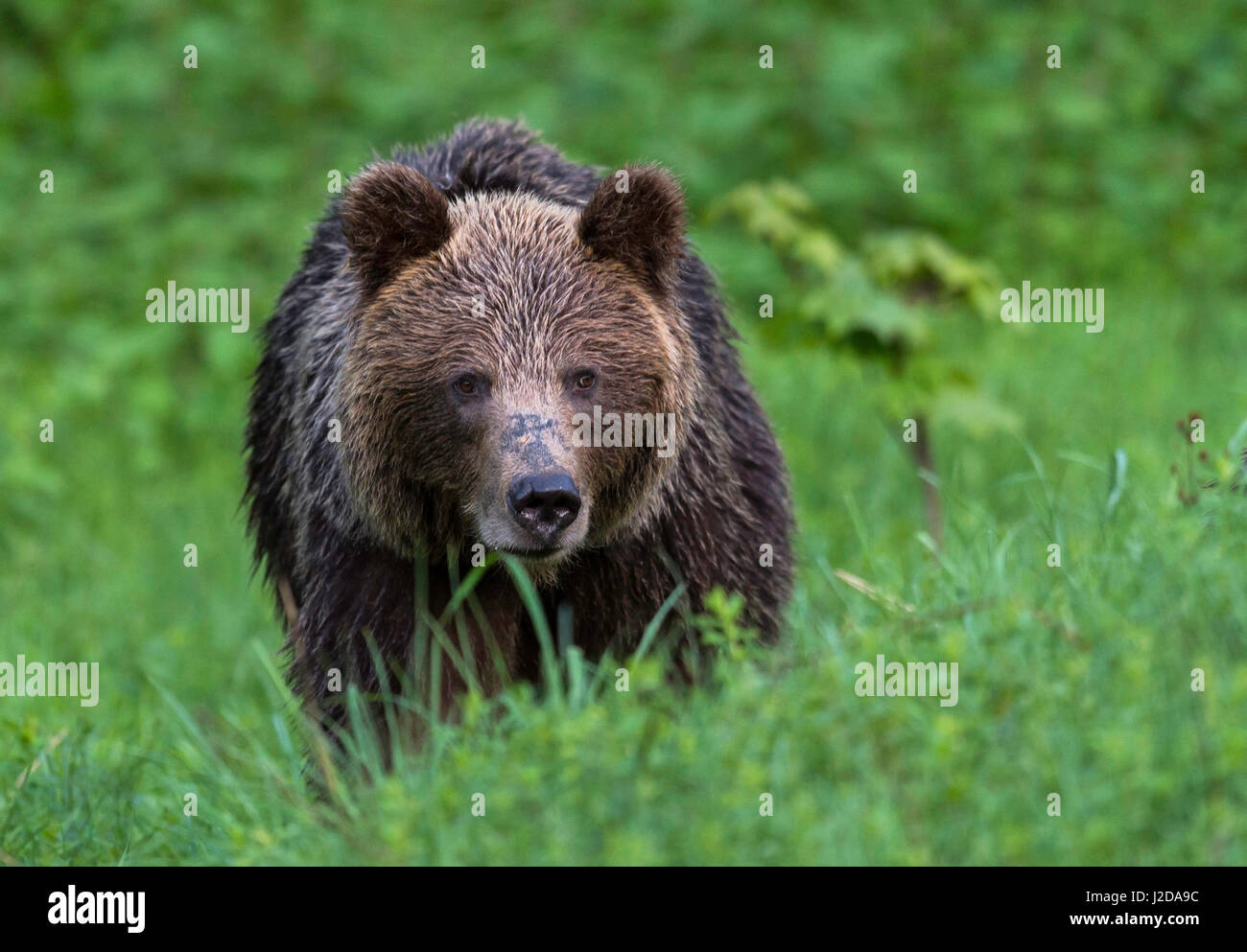 Adult Female Brown Bear After Rainfall Stock Photo Alamy adult-female-brown-bear-after-rainfall-stock-photo-alamy
