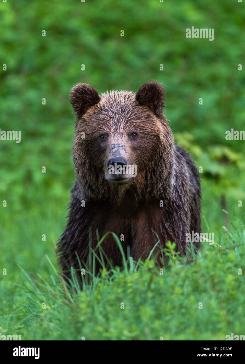Adult female brown bear after the rain Stock Photo