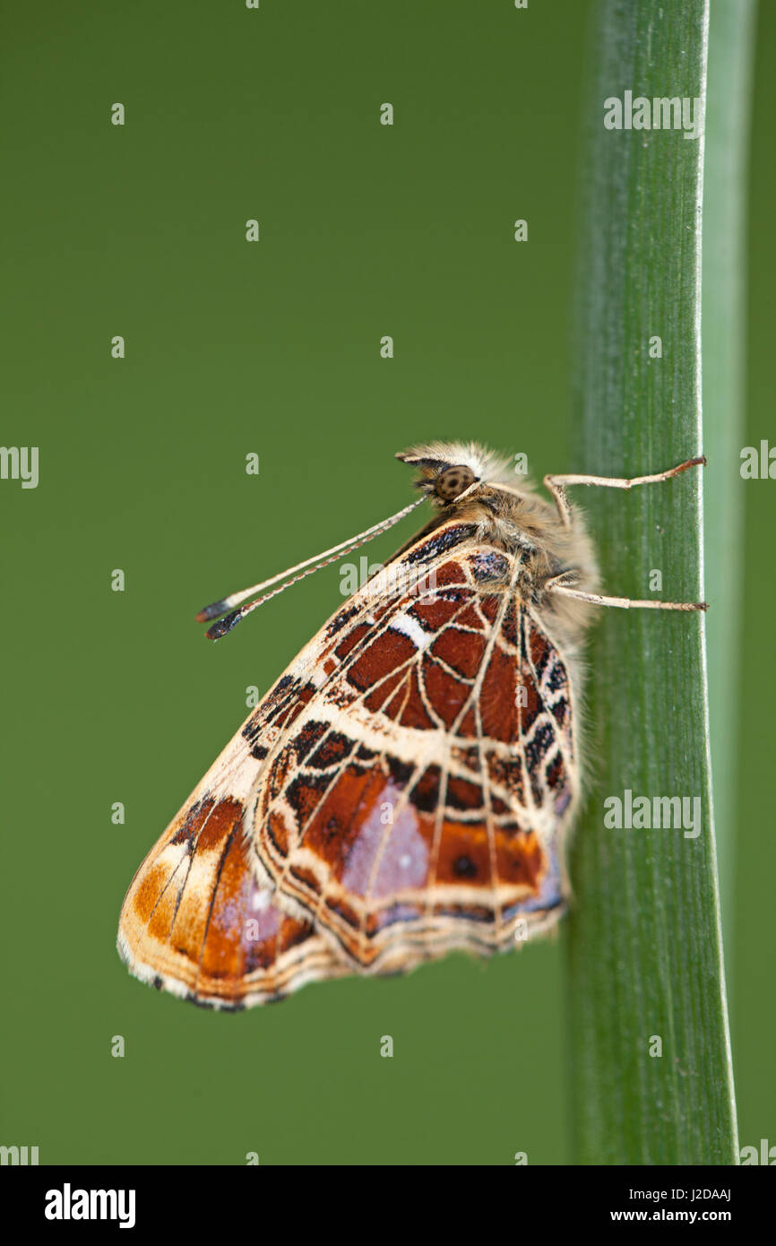 map butterfly; Araschnia levana Stock Photo