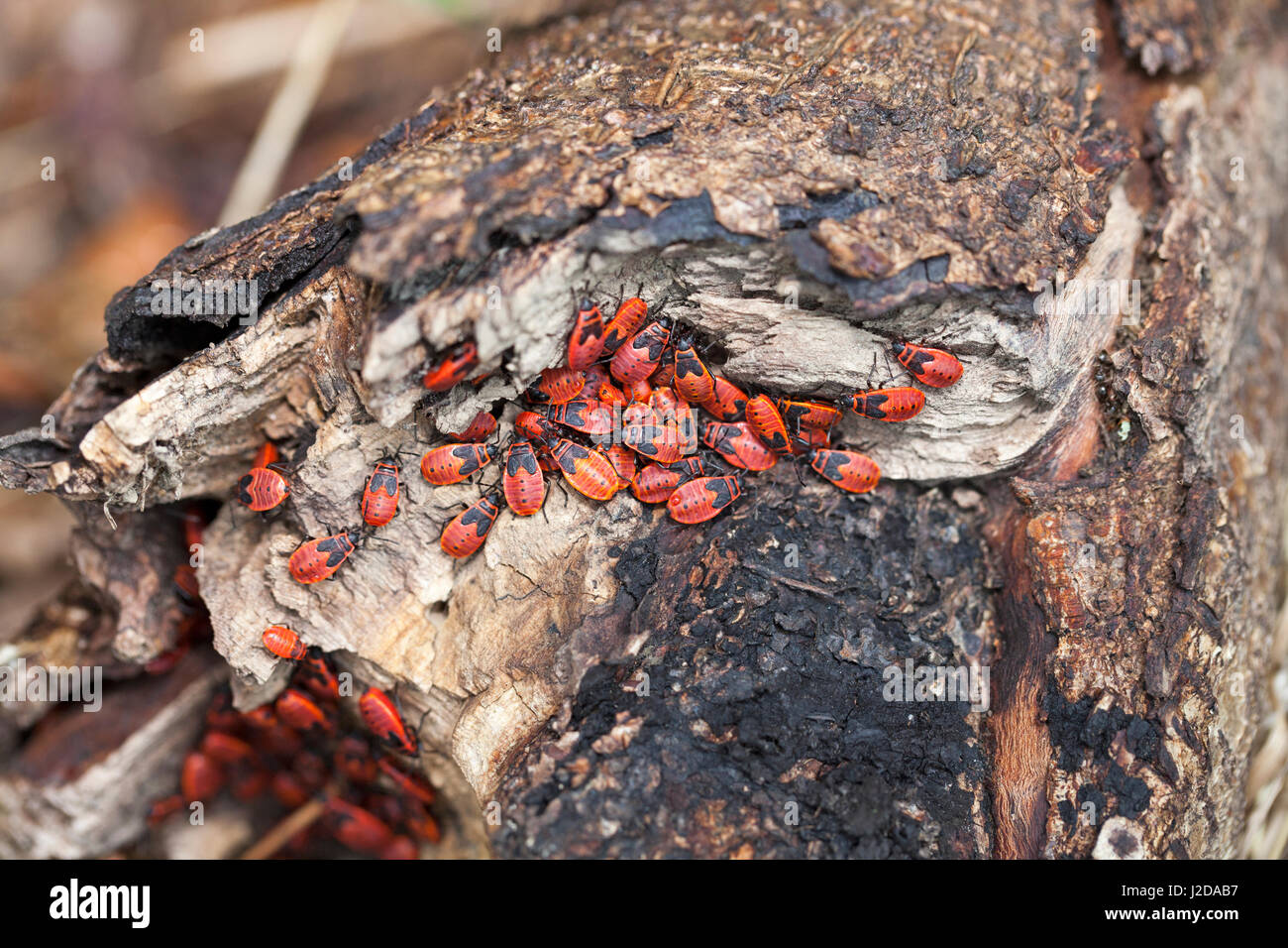A group of firebugs on a log Stock Photo