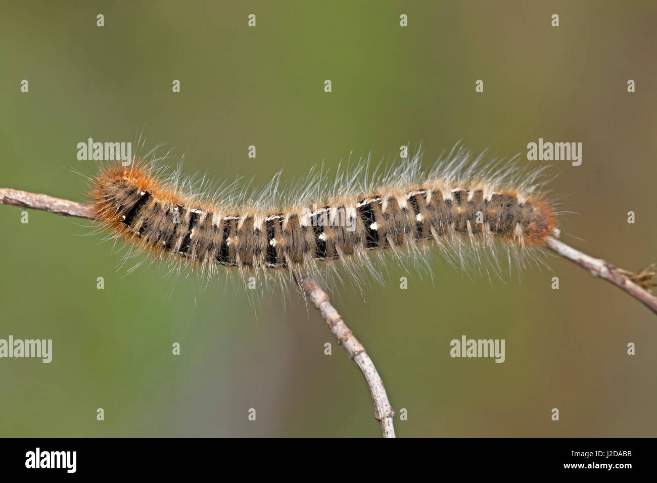 photo of the caterpillar of oak eggar Stock Photo