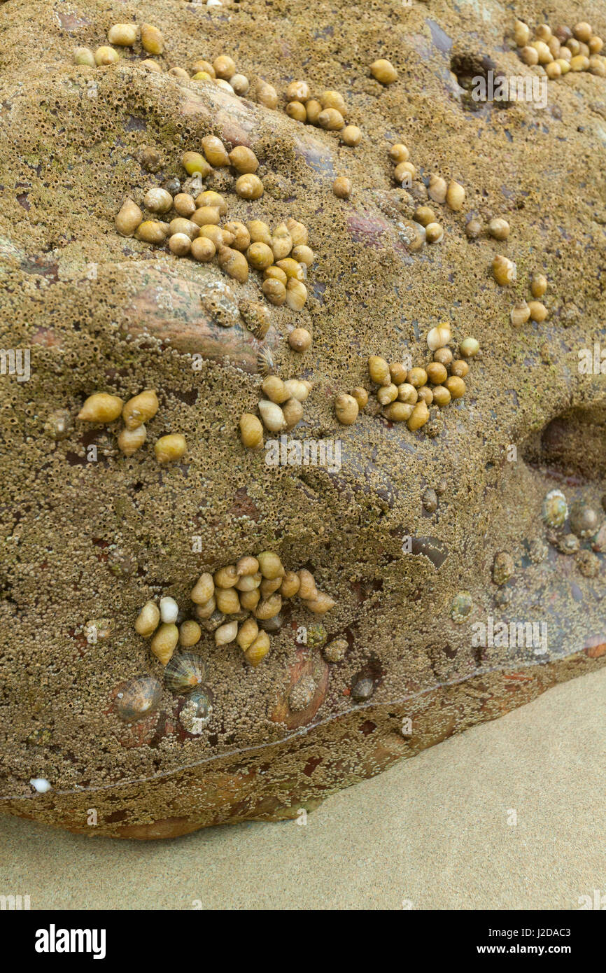 common whelks on a rock, waiting for high tide Stock Photo