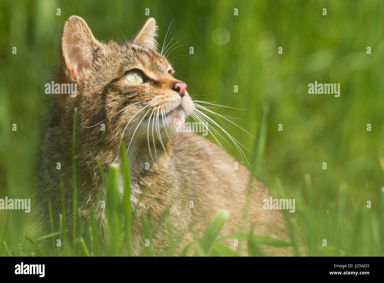 photo of a european wild cat Stock Photo