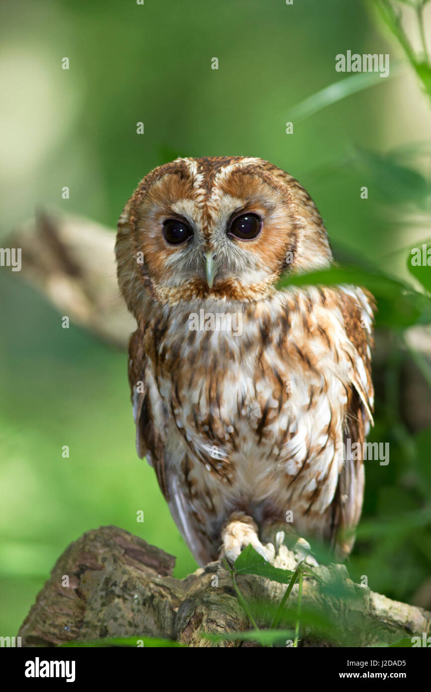 Tawny owl fauna hi-res stock photography and images - Alamy