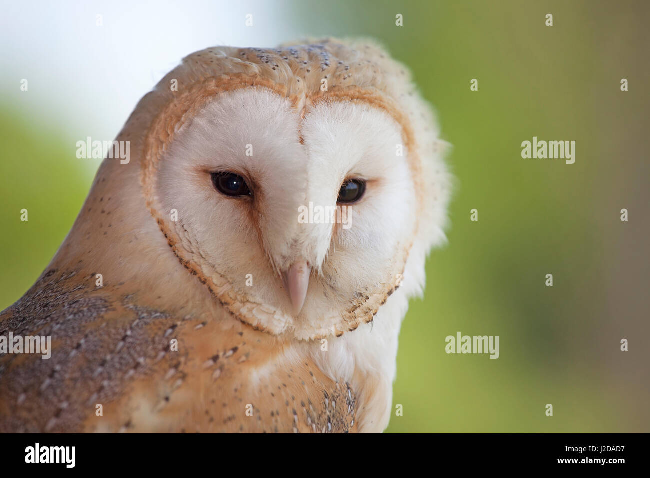 portrait of a barn owl Stock Photo