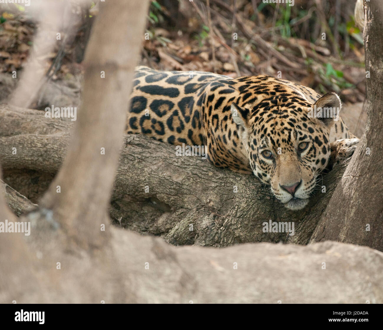 A resting Jaguar on the riverbanks Stock Photo