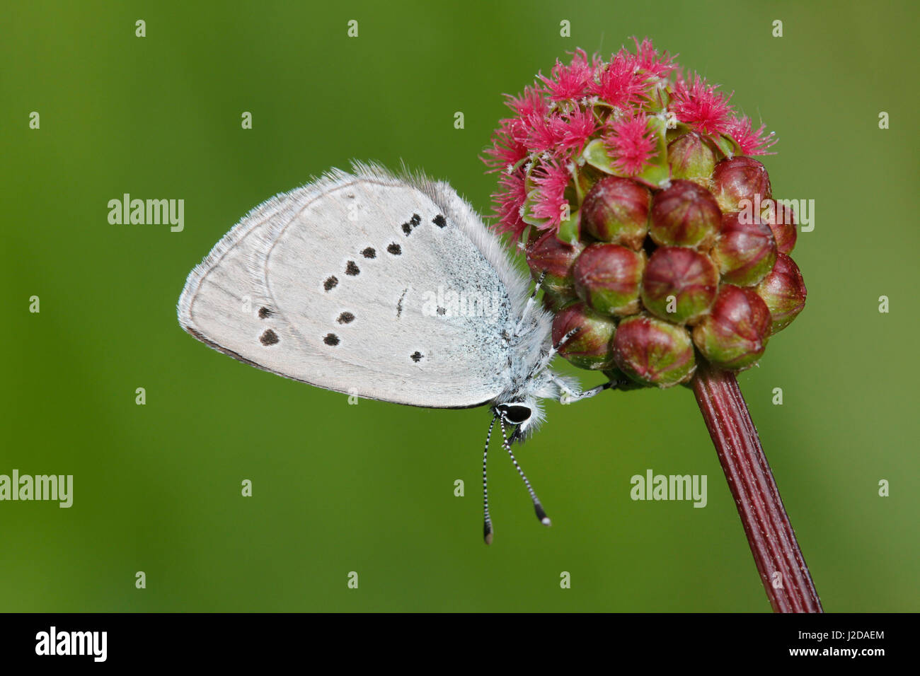 A Small Blue on a small burnet Stock Photo