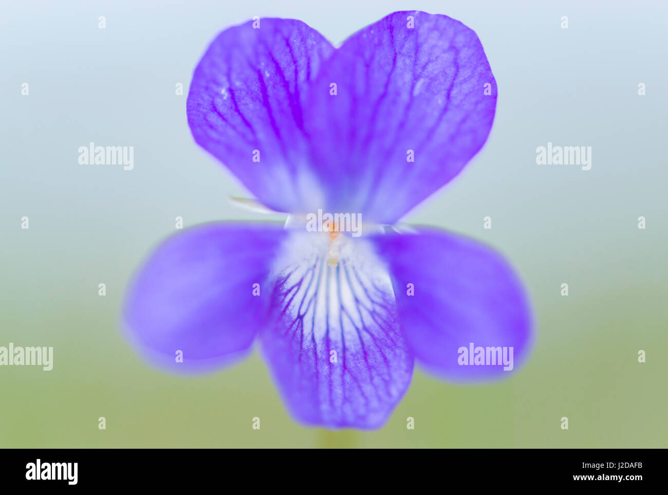 Heath Dog-violet (Viola canina) in the dunes Stock Photo