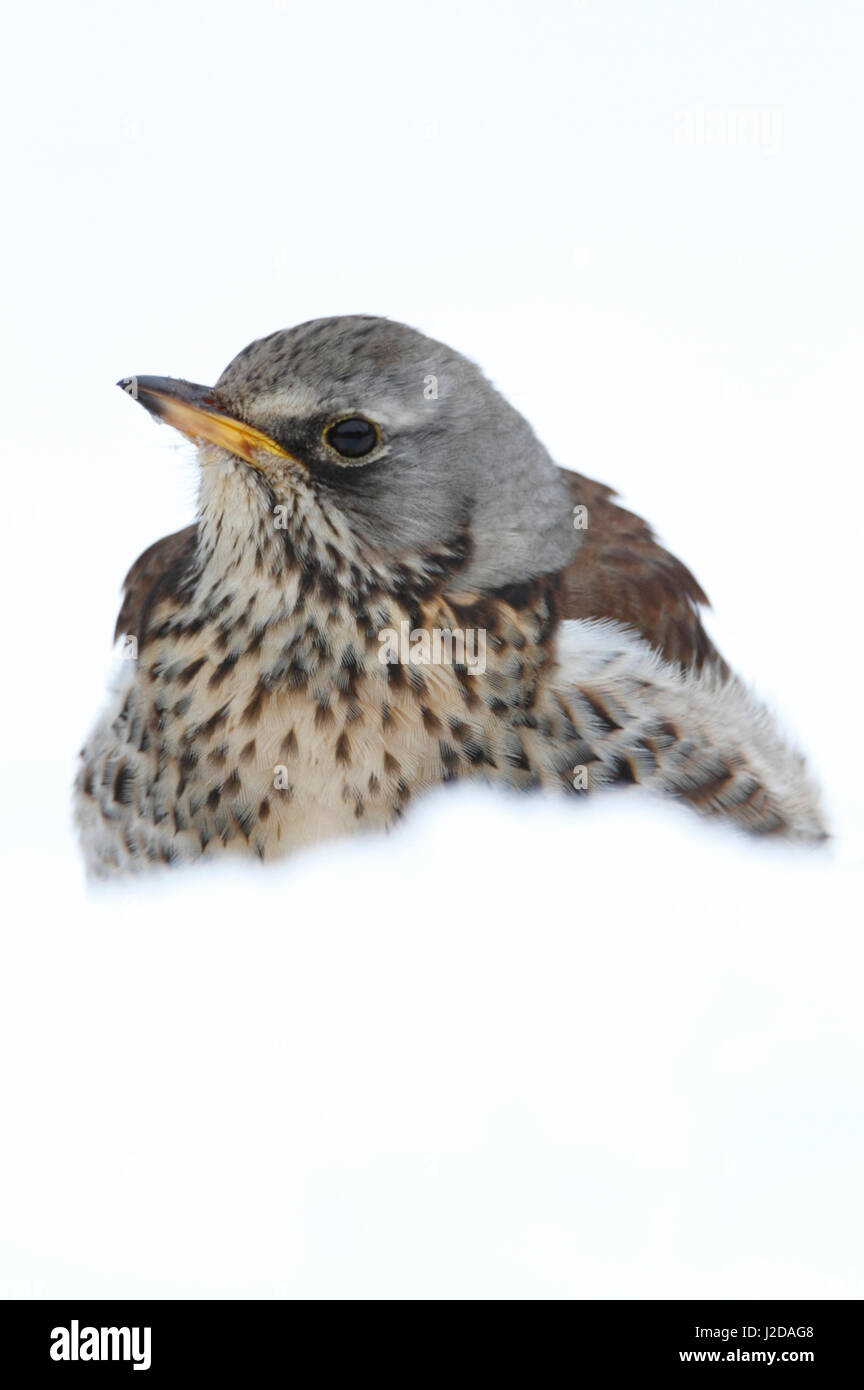 Portret of a fieldfare in the snow during winter Stock Photo - Alamy