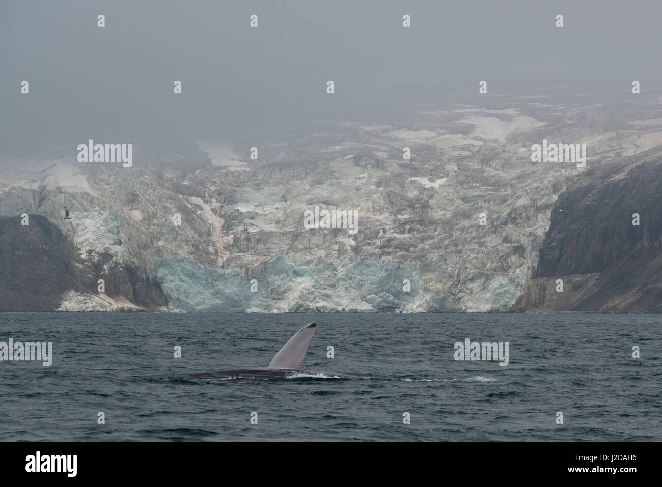 When we sailed into the Hinlopenstreet, this blue whale swam with one of its flippers high, in front of a beautiful glacier. Stock Photo