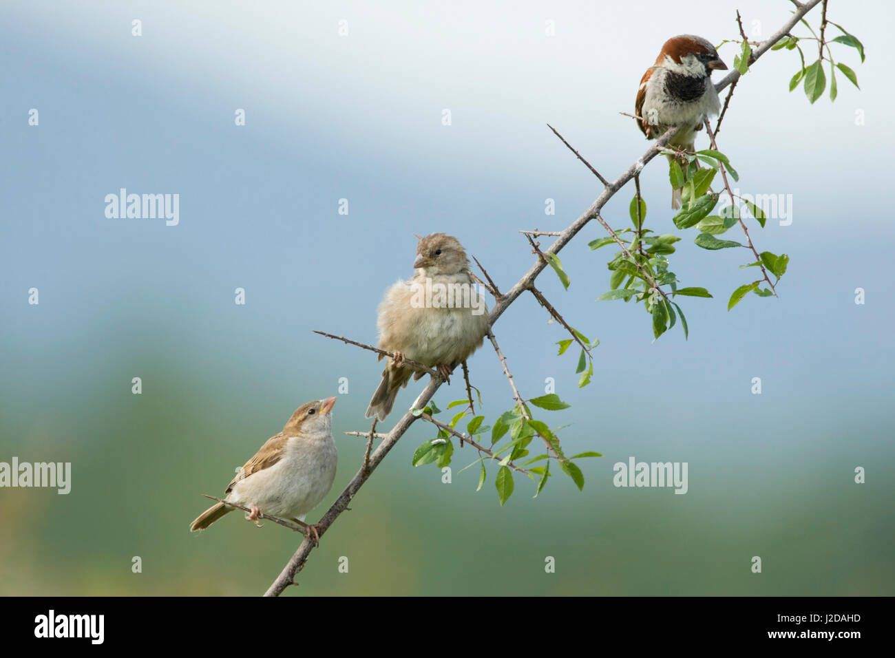 Group of house sparrows hires stock photography and images Alamy