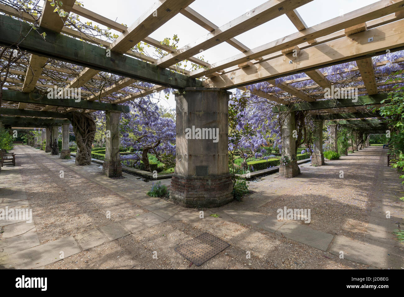 Stoke Poges, UK. 27th Apr, 2017. UK Weather: The wisteria pergola in Stoke Poges Memorial Gardens, near Slough, Buckinghamshire, is currently in flower. Credit: Stephen Chung/Alamy Live News Stock Photo