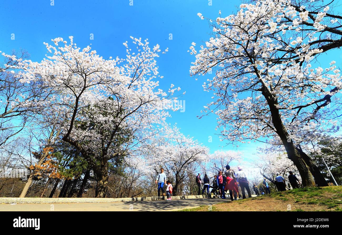 Cherry blossoms in toronto canada hi-res stock photography and images ...