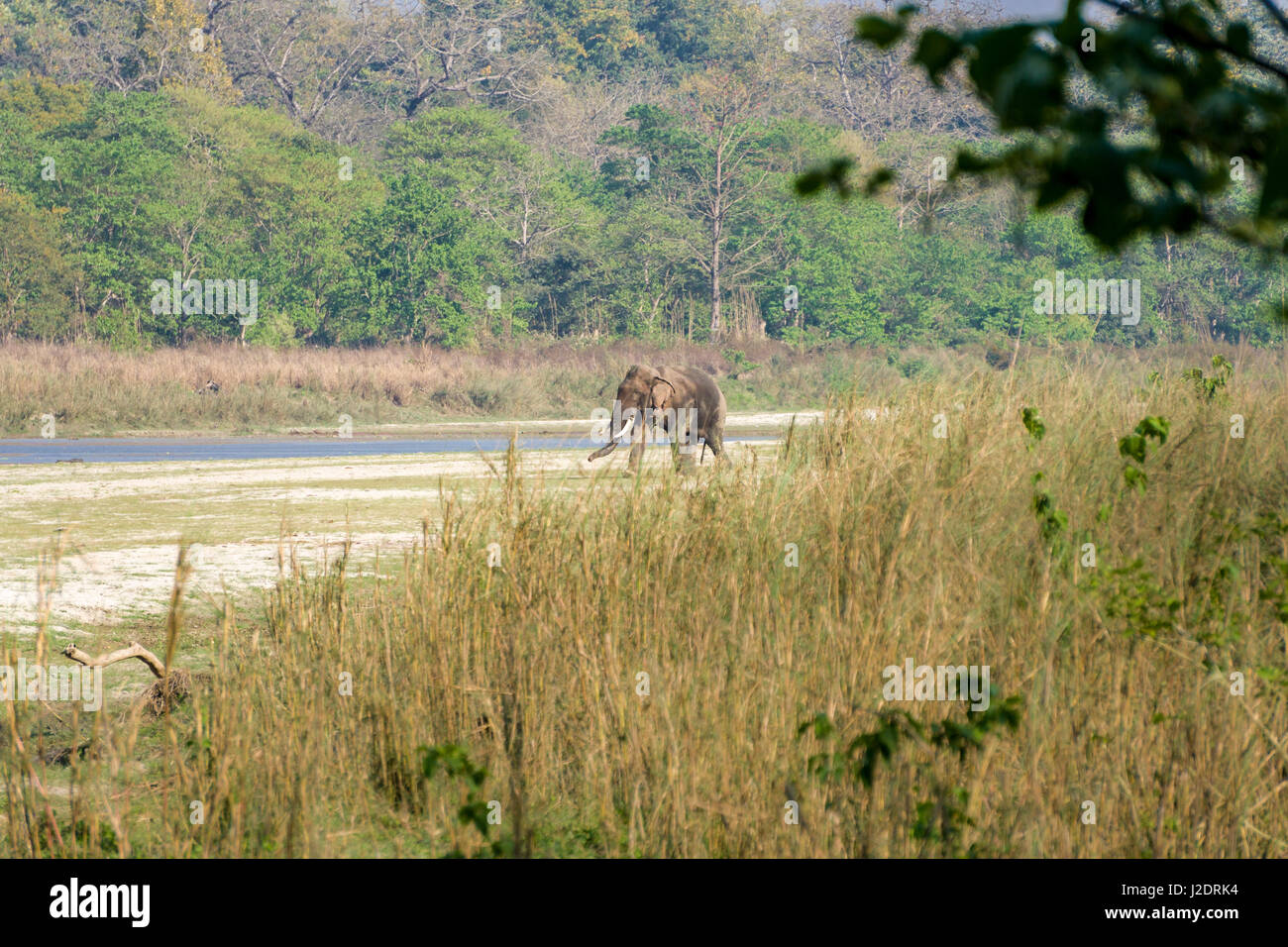Dhurbe, the most dangerous wild male elephant (Elephas maximus indicus