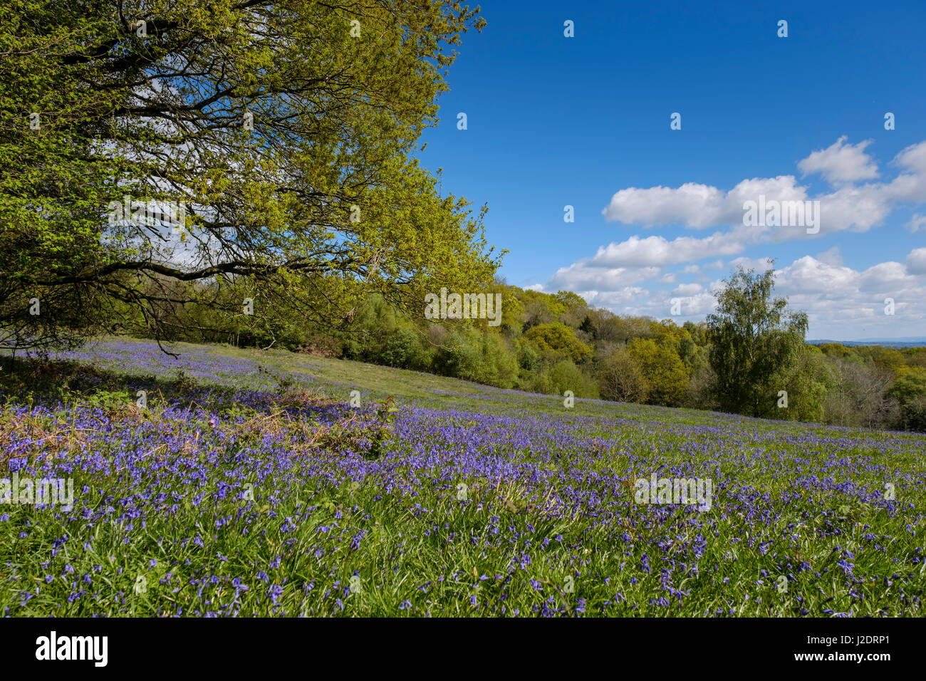 BLUEBELLS ON POOR'S ALLOTMENT GLOUCESTERSHIRE. Stock Photo